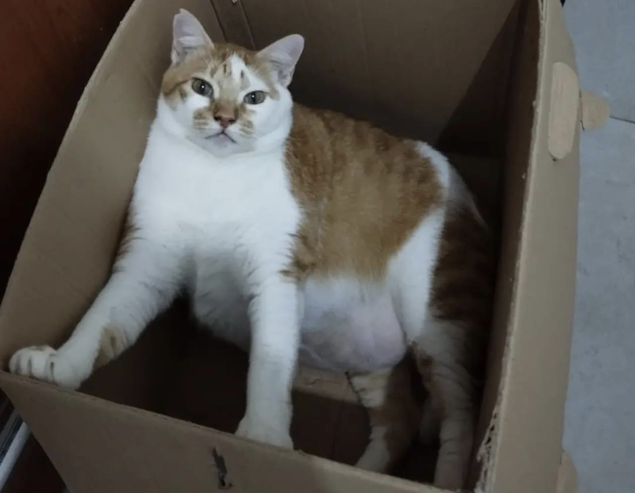 Tanda Tanda Kucing akan Melahirkan