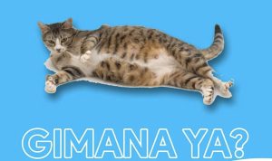 Tanda Tanda Kucing akan Melahirkan, Ini Dia Persiapan Kucing Mau Melahirkan