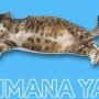 Tanda Tanda Kucing akan Melahirkan