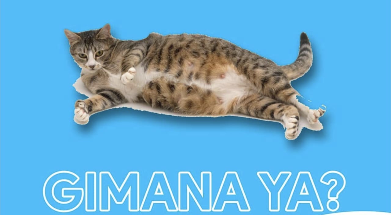 Tanda Tanda Kucing akan Melahirkan
