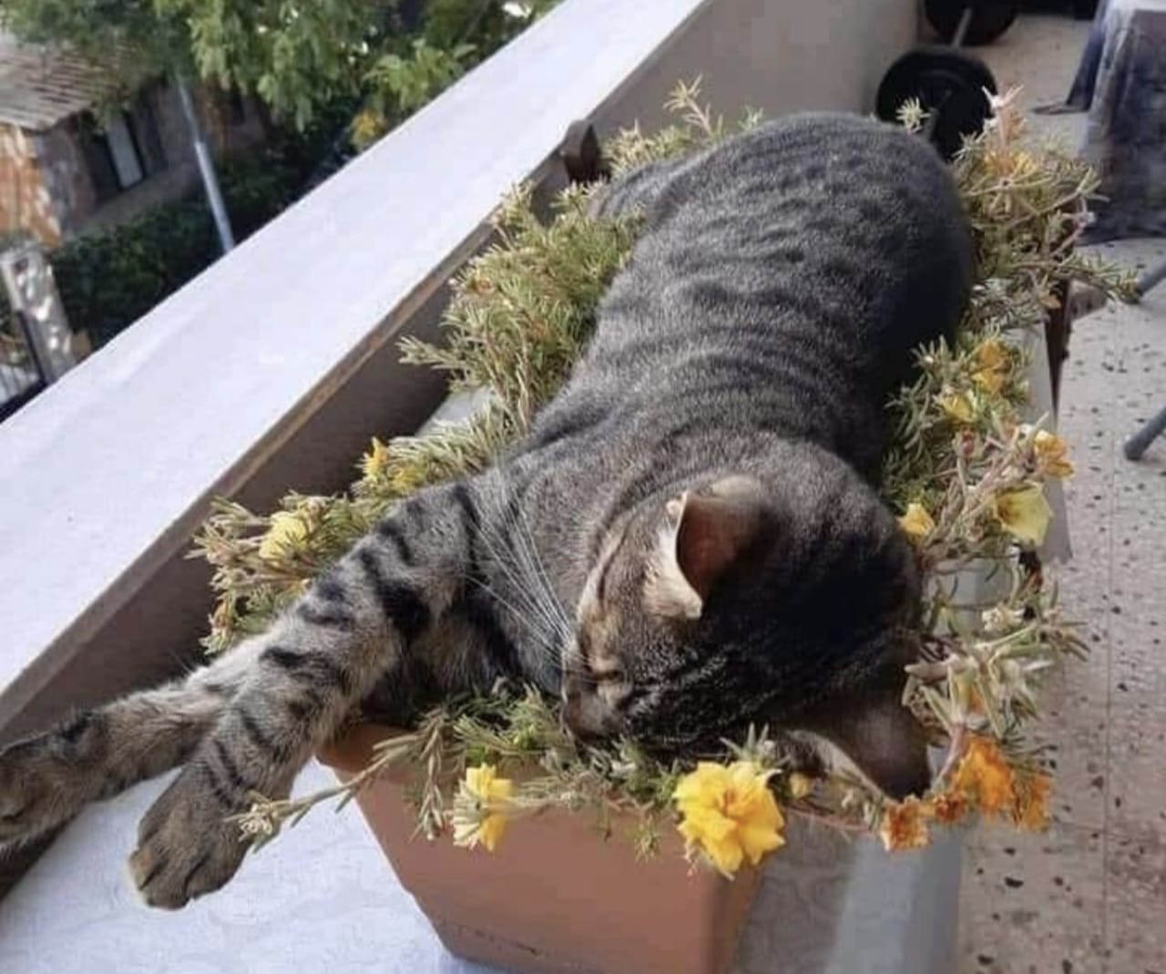Tanda Tanda Kucing akan Melahirkan