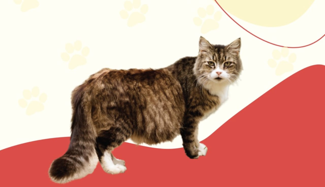 Tanda Tanda Kucing akan Melahirkan