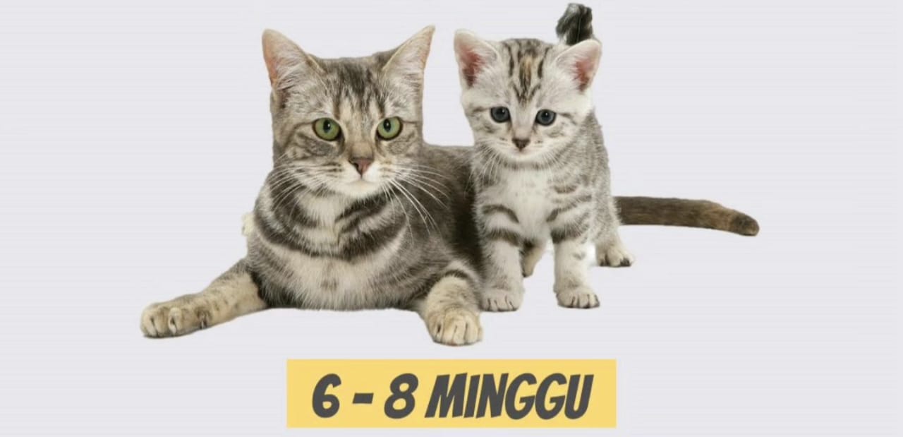 Tanda Tanda Kucing akan Melahirkan