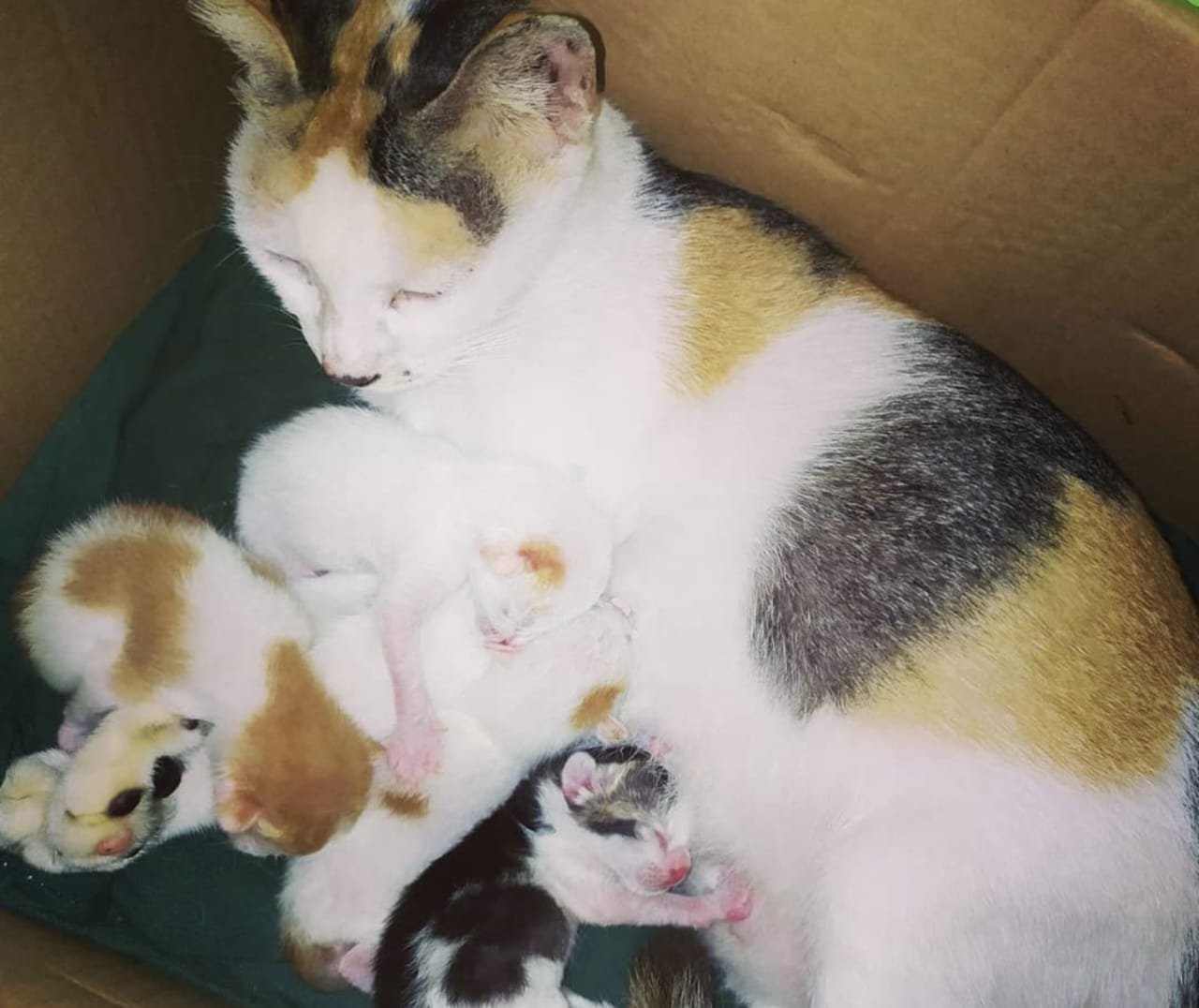 Tanda Tanda Kucing akan Melahirkan