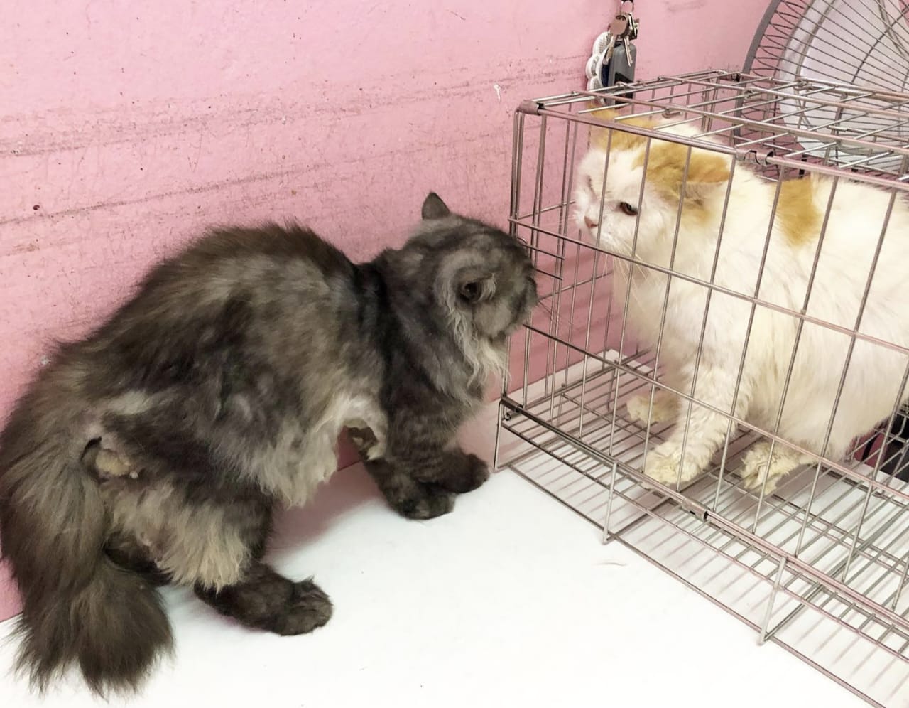 Kemaluan Kucing Jantan