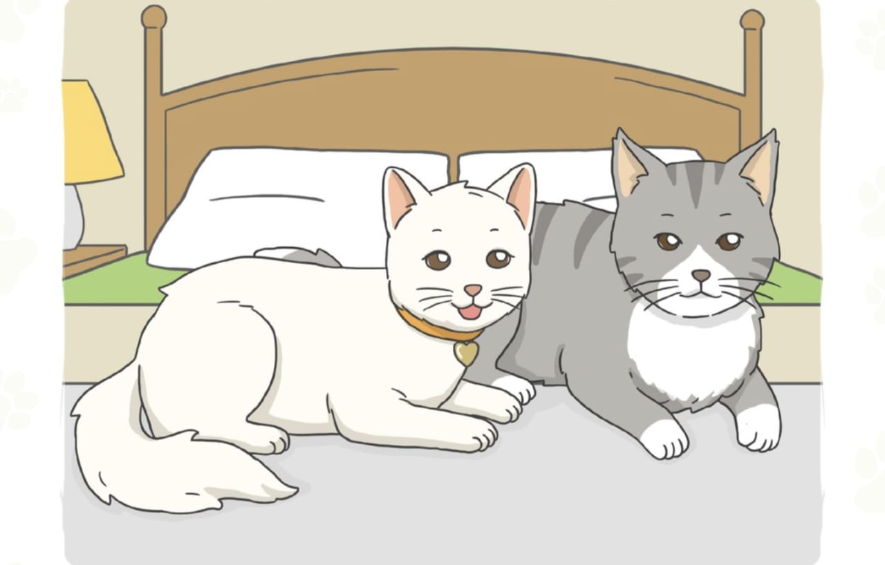 Kemaluan Kucing Jantan