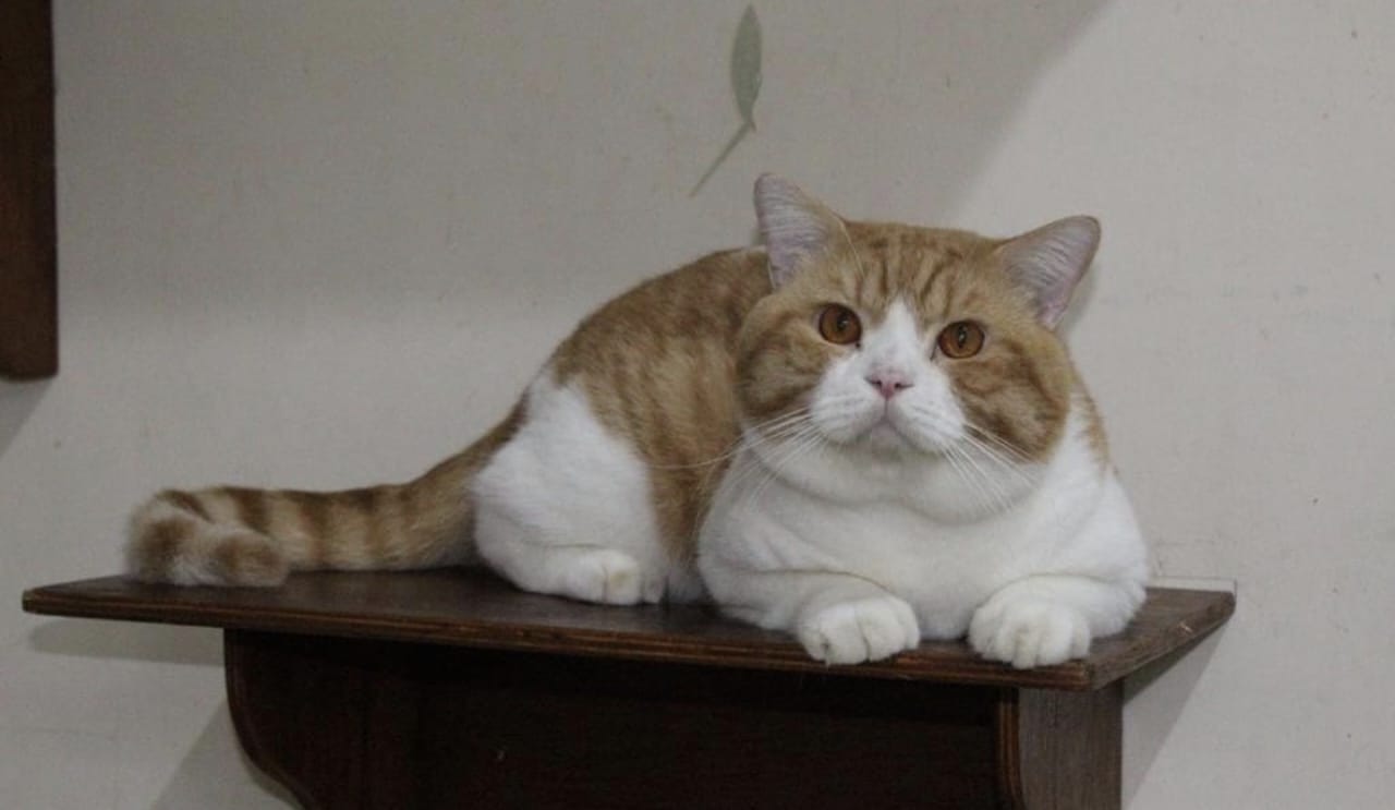 Kemaluan Kucing Jantan