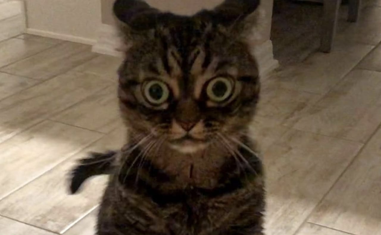 Ciri-Ciri Kucing Marah