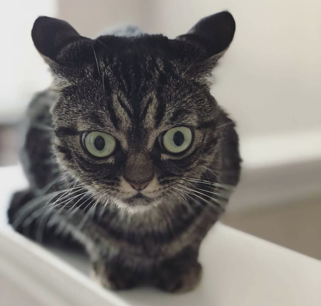 Ciri-Ciri Kucing Marah