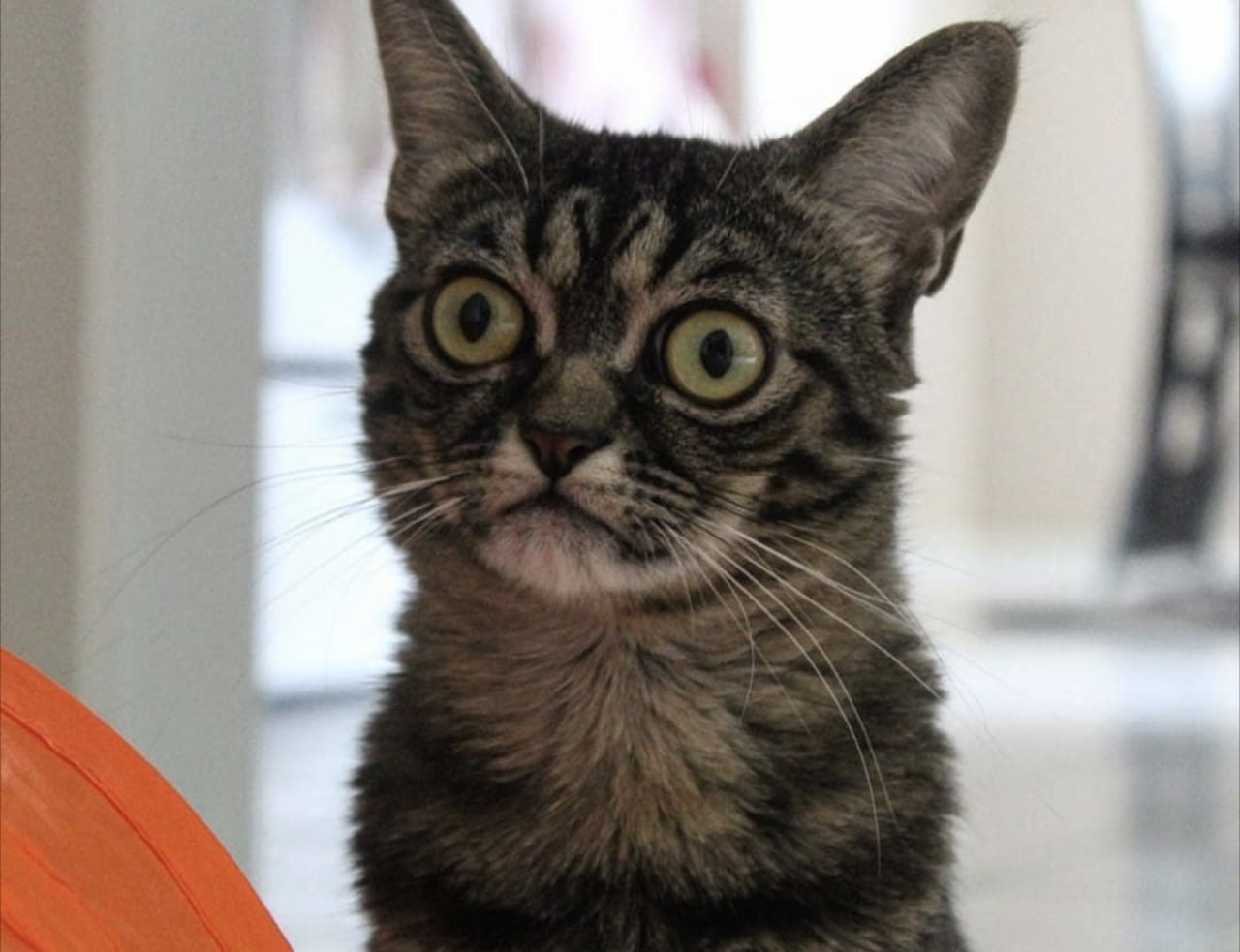 Ciri-Ciri Kucing Marah