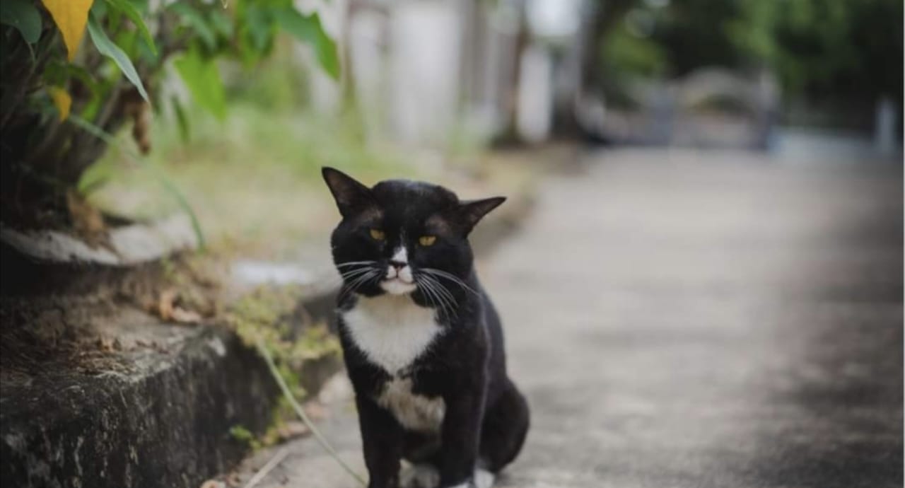 Berapa Umur Kucing Paling Lama