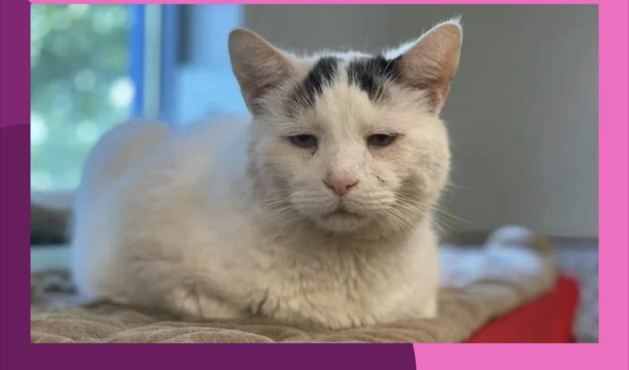 Berapa Umur Kucing Paling Lama