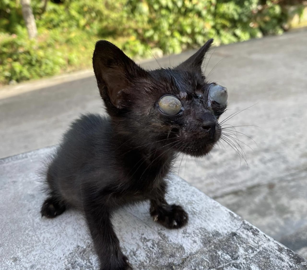 Ciri-Ciri Mata Kucing Buta