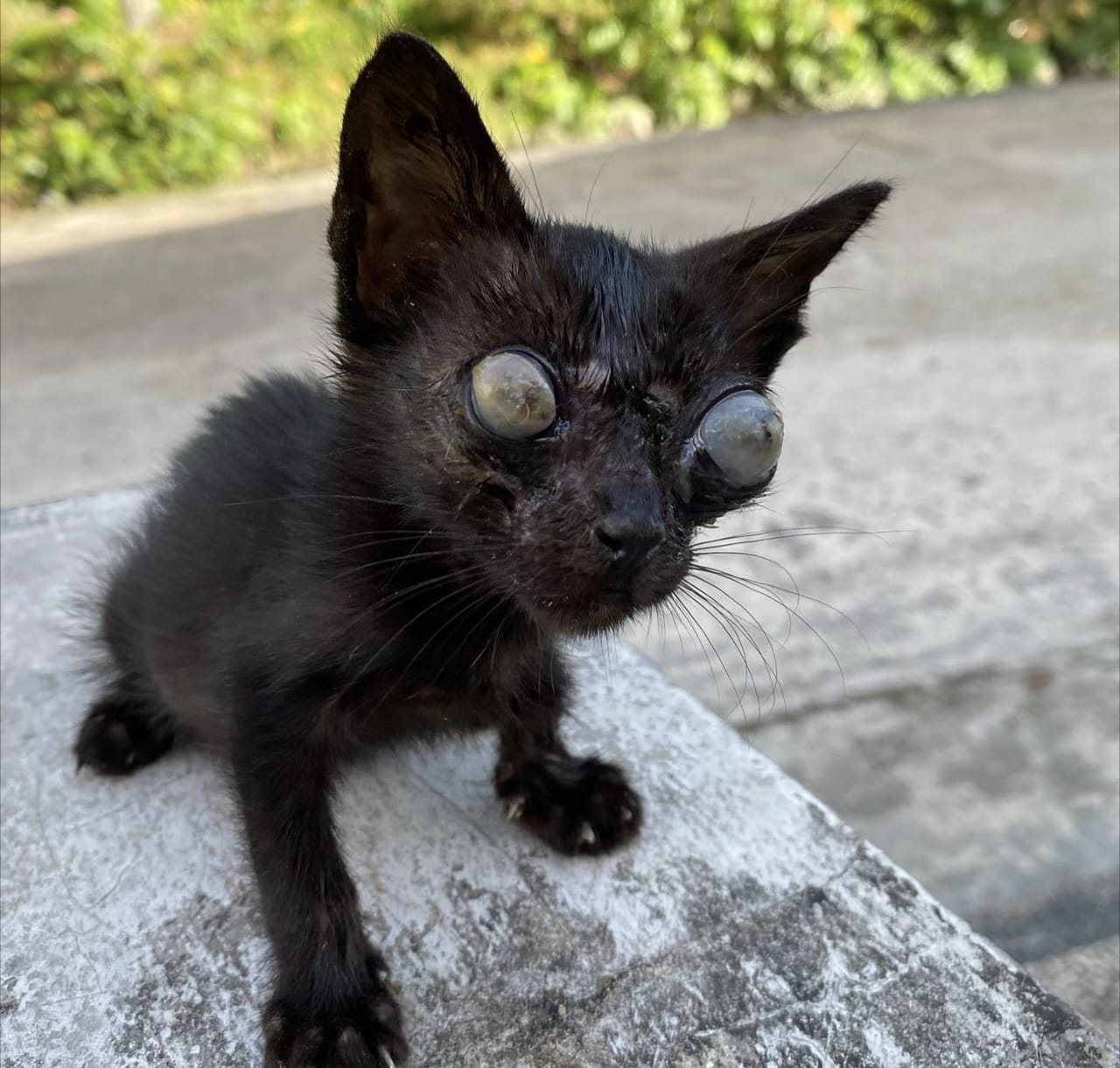 Ciri-Ciri Mata Kucing Buta