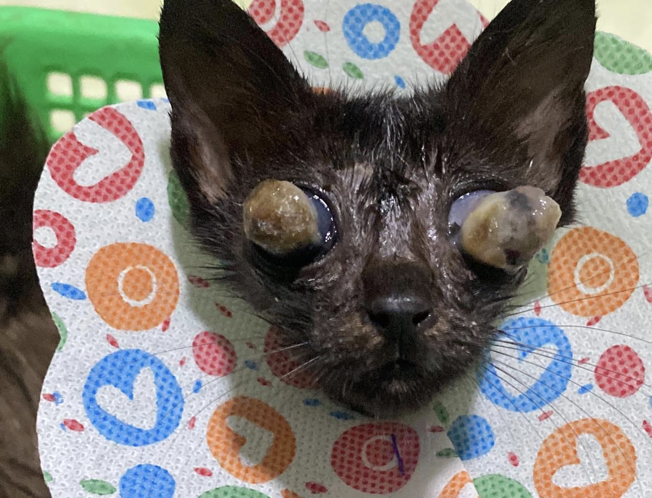 Ciri-Ciri Mata Kucing Buta
