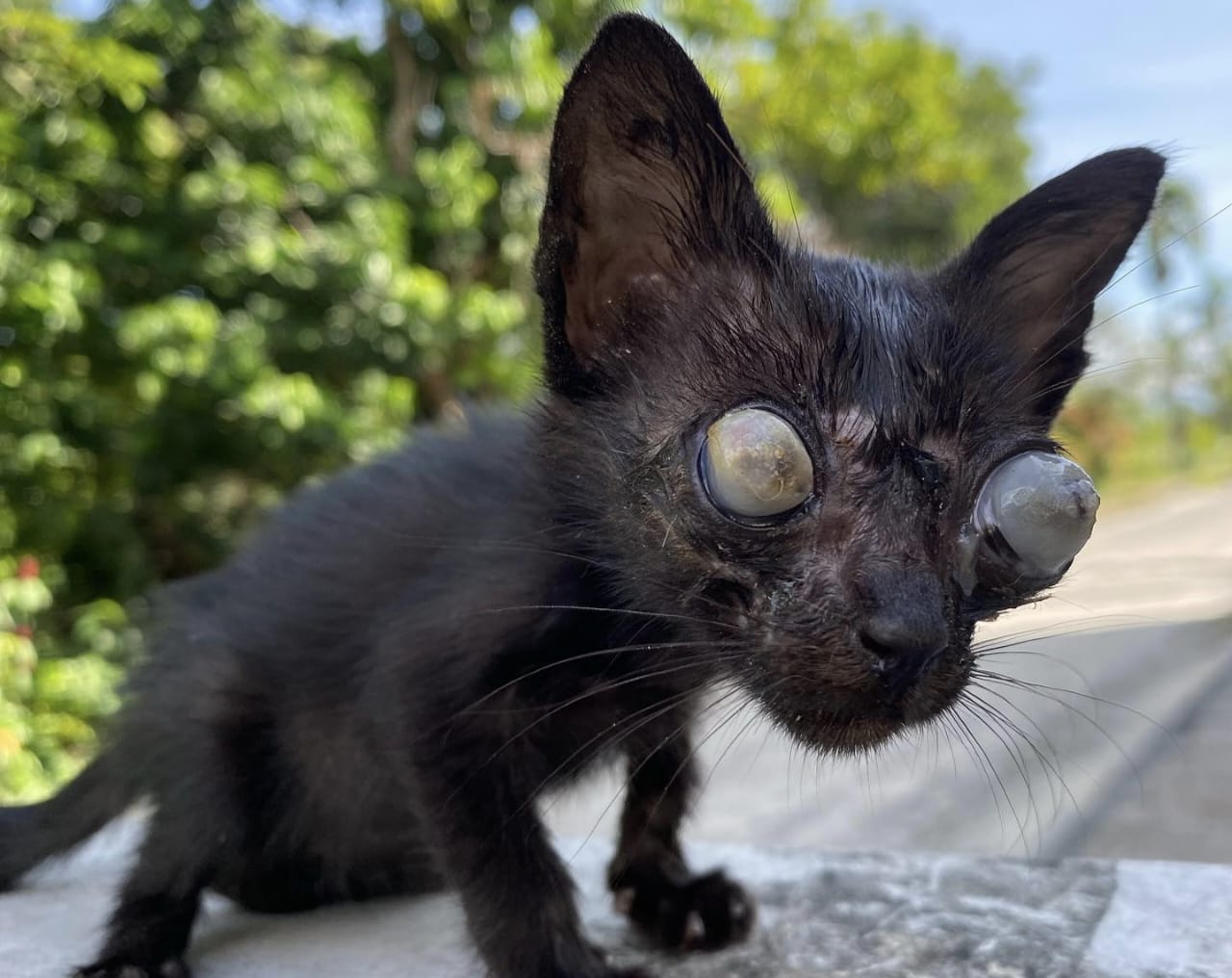 Ciri-Ciri Mata Kucing Buta