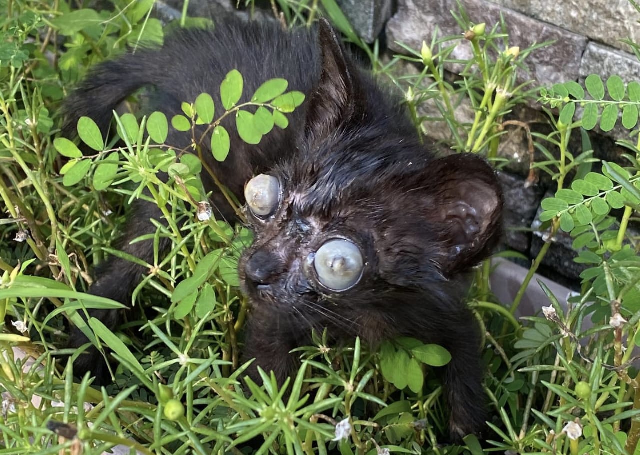 Ciri-Ciri Mata Kucing Buta
