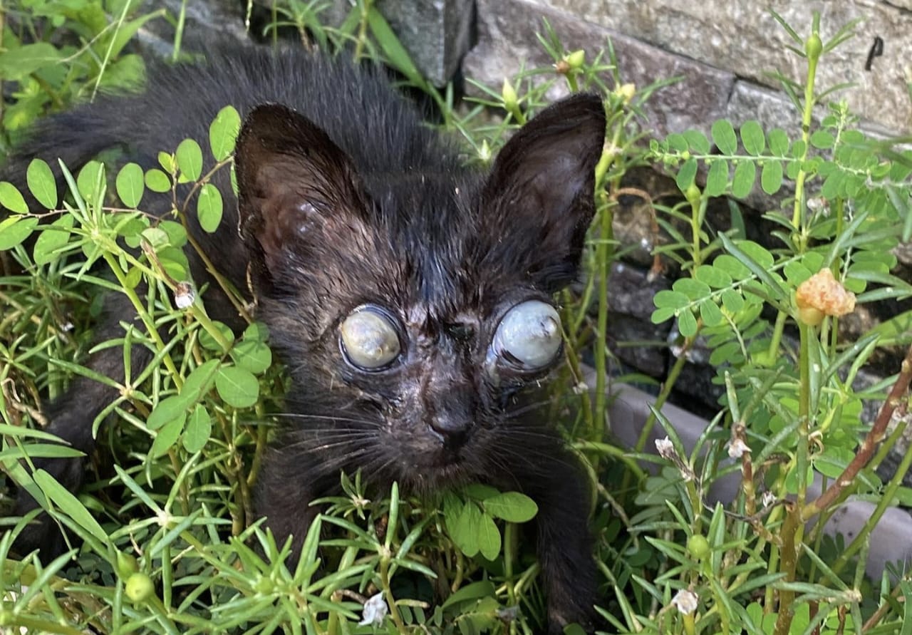 Ciri-Ciri Mata Kucing Buta