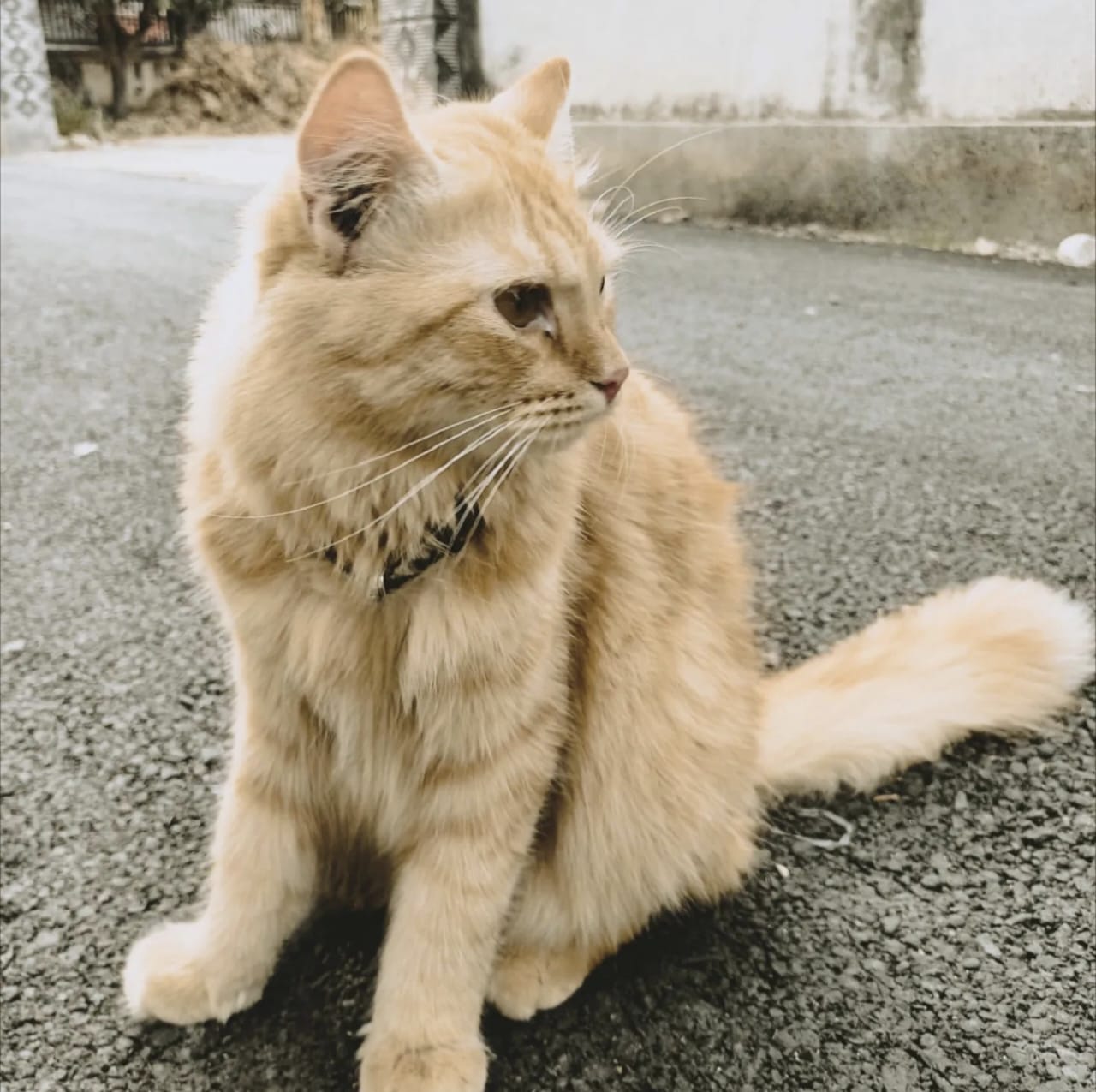 Kenapa Kucing Mendengkur