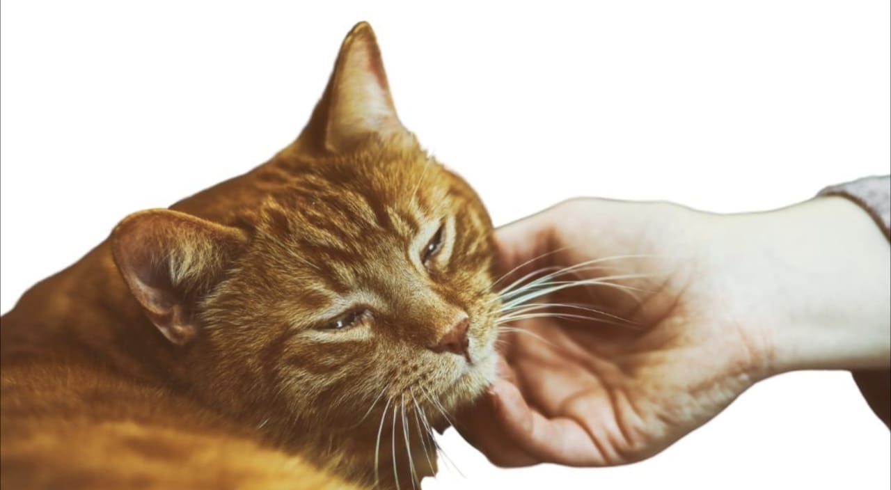 Kenapa Kucing Mendengkur