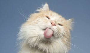 Cara Mengobati Kucing yang Mengeluarkan Air Liur, Panduan Lengkap oleh Pecinta Kucing