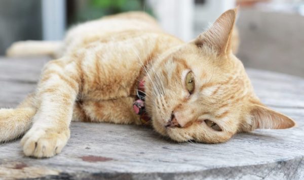 Kenapa Kucing Lemas? Tips dan Solusi untuk Merawat Kucing Anda dengan Baik