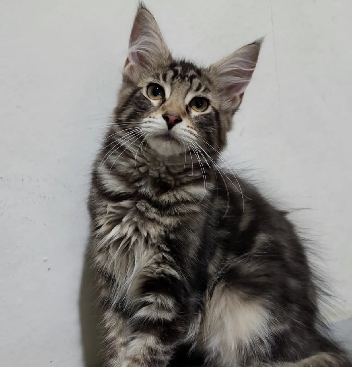 Kucing Maine Coon Mix Kampung