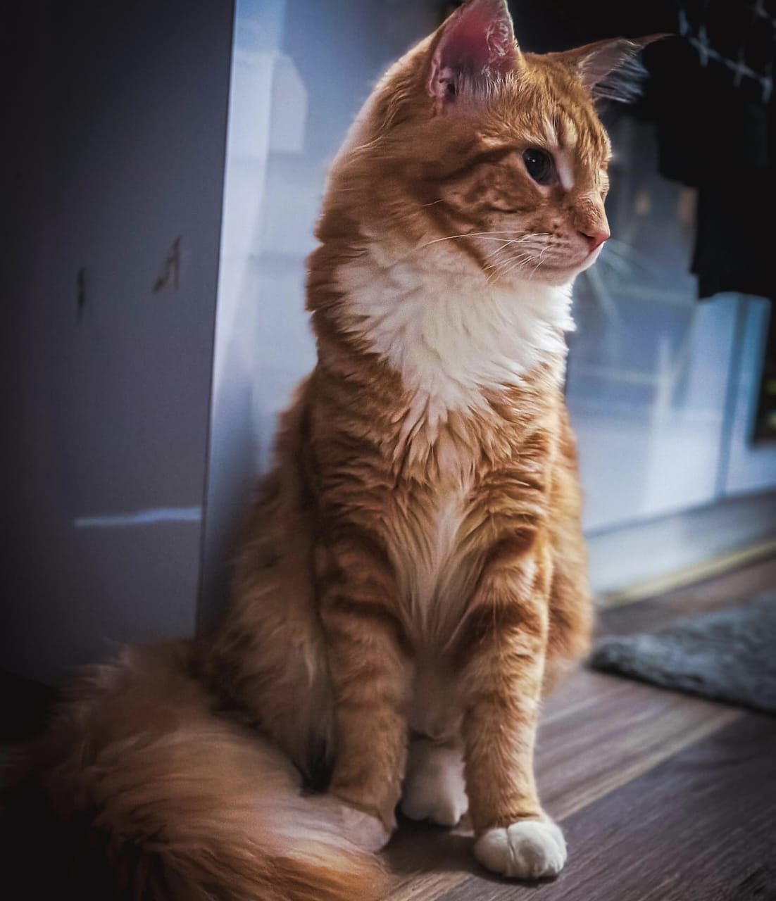 Kucing Maine Coon Mix Kampung