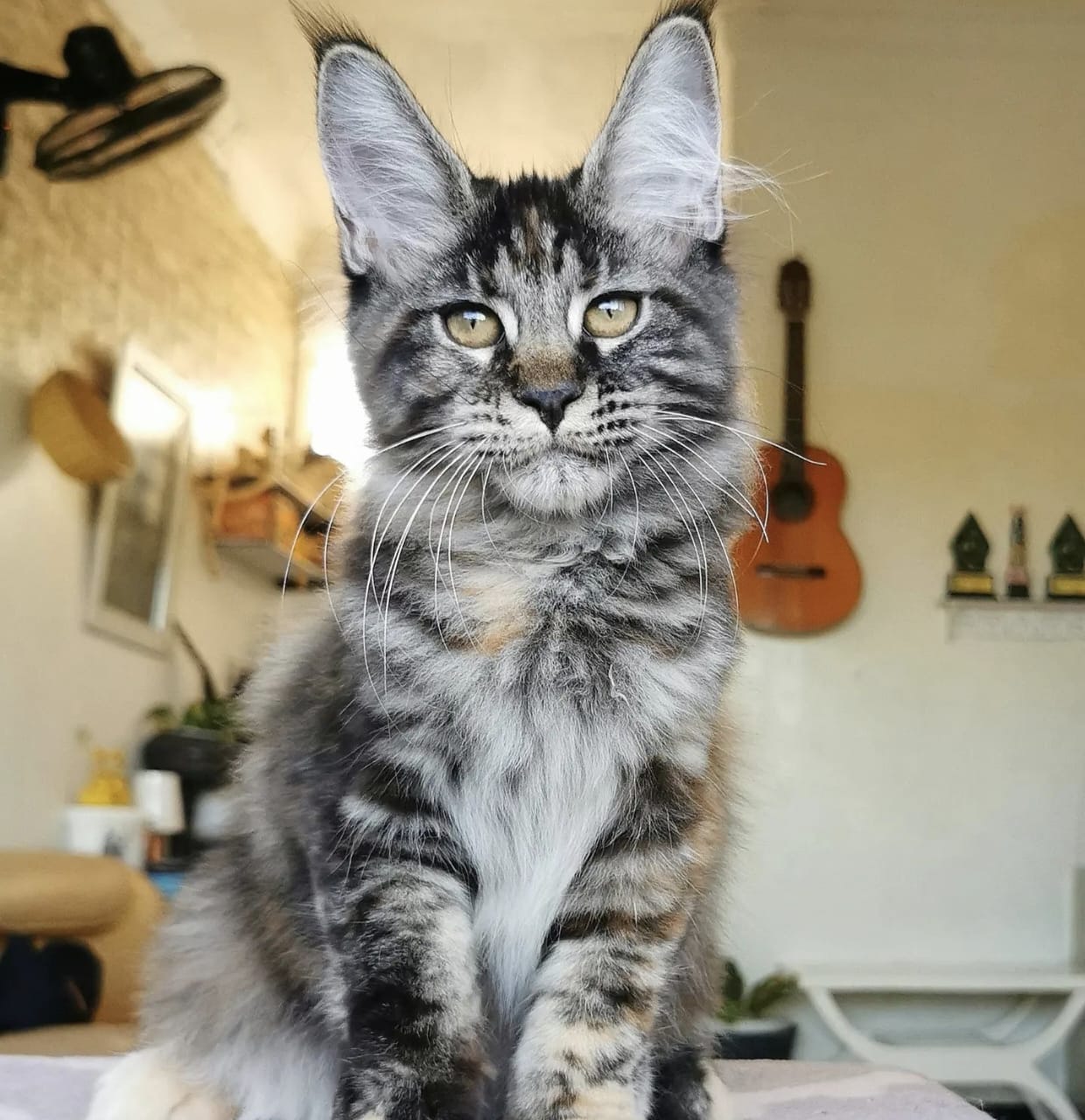 Kucing Maine Coon Mix Kampung