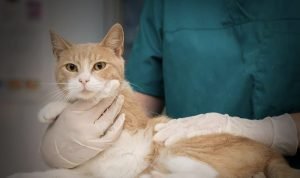 Hadist Tentang Kucing yang Diajarkan oleh Nabi Muhammad SAW