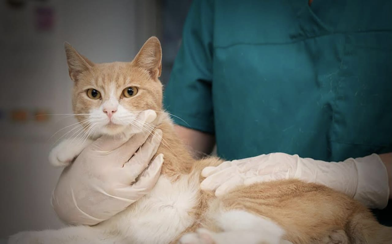 Hadist Tentang Kucing