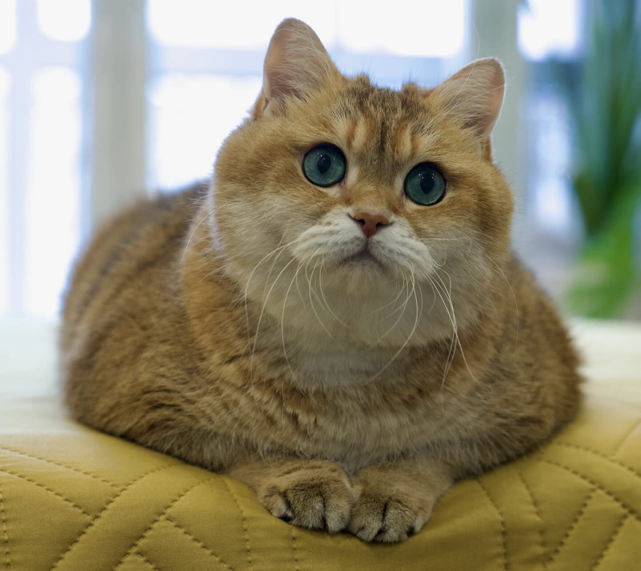 Hadist Tentang Kucing