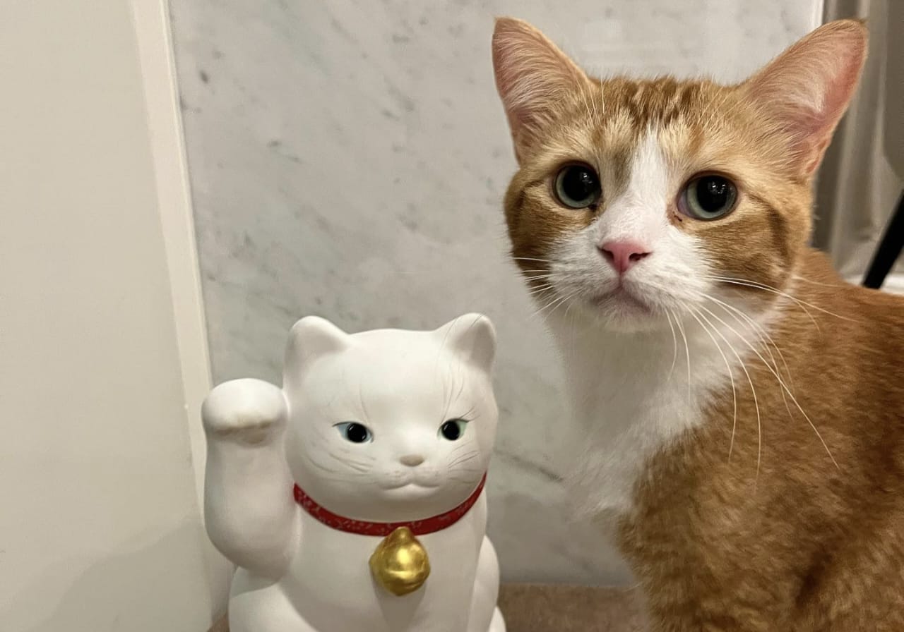 Hadist Tentang Kucing