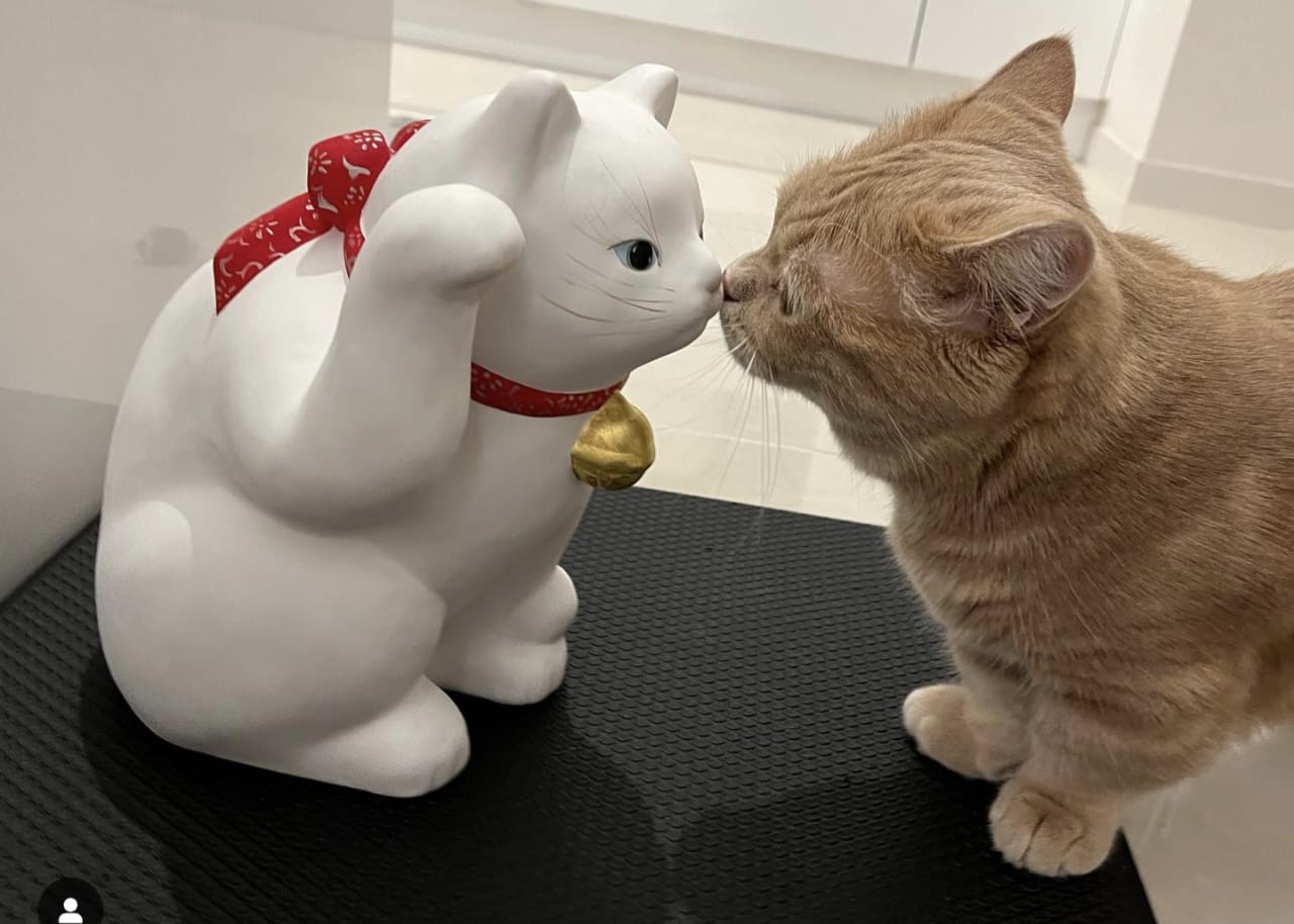 Hadist Tentang Kucing