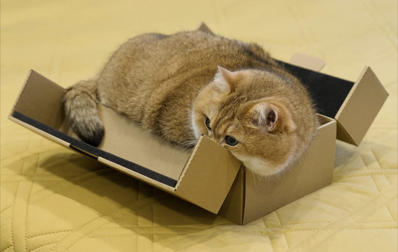 Hadist Tentang Kucing