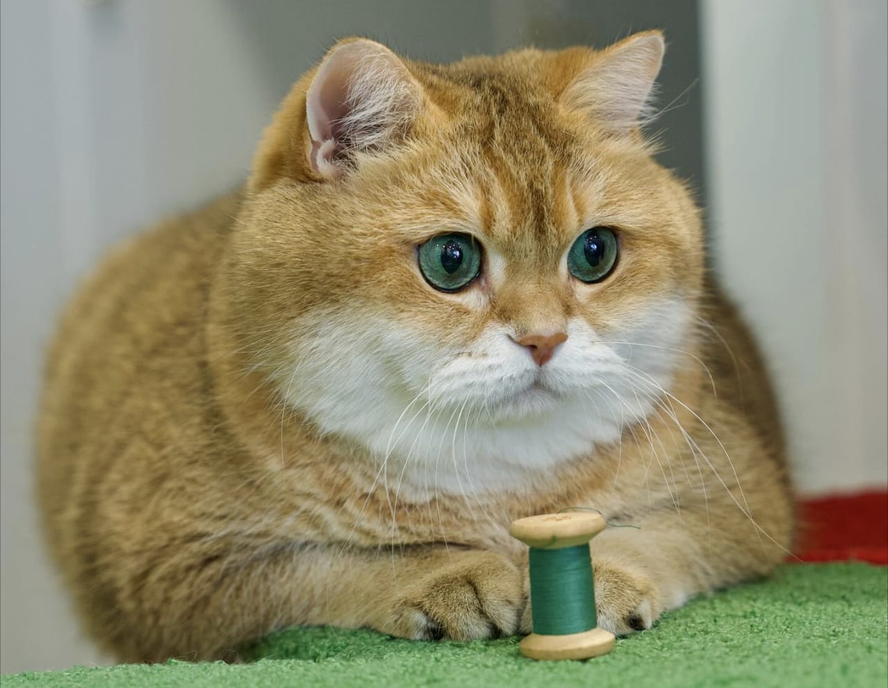 Hadist Tentang Kucing