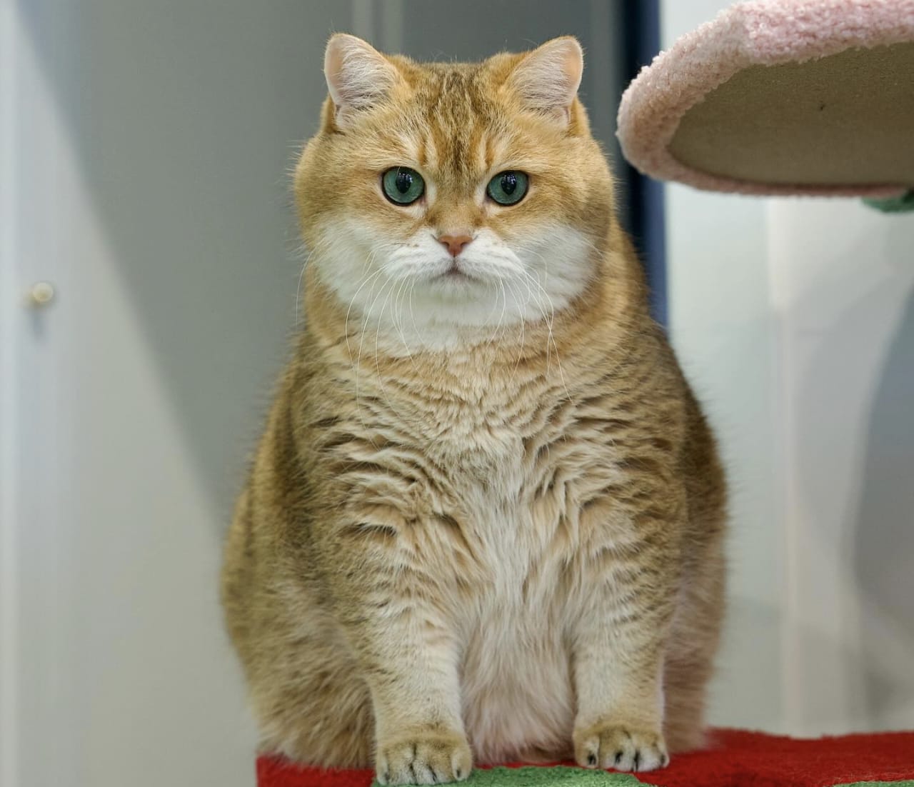 Hadist Tentang Kucing