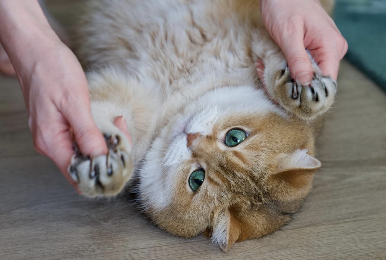 Hadist Tentang Kucing