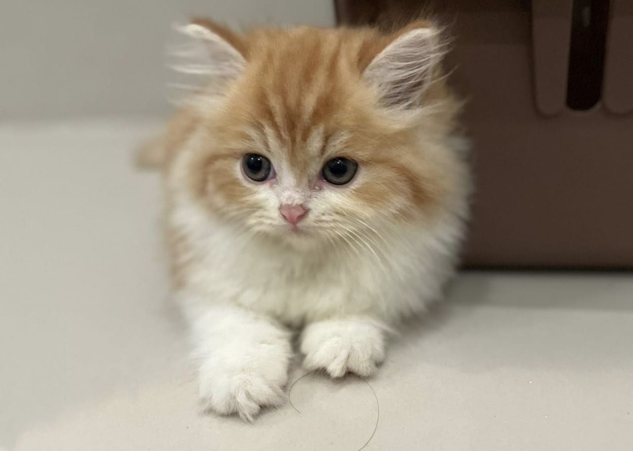 Hadist Tentang Kucing