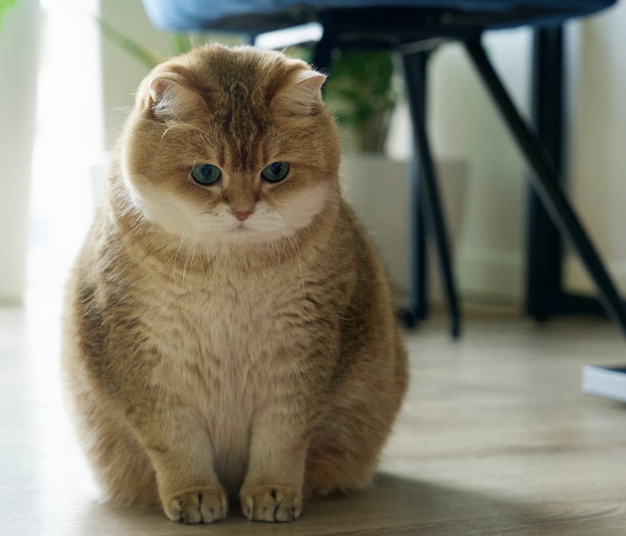 Hadist Tentang Kucing