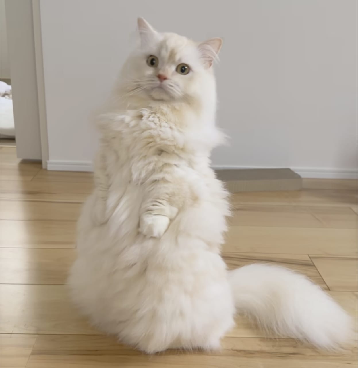 Hadist Tentang Kucing