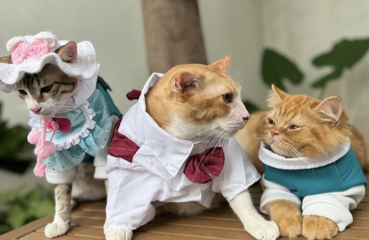 Hadist Tentang Kucing