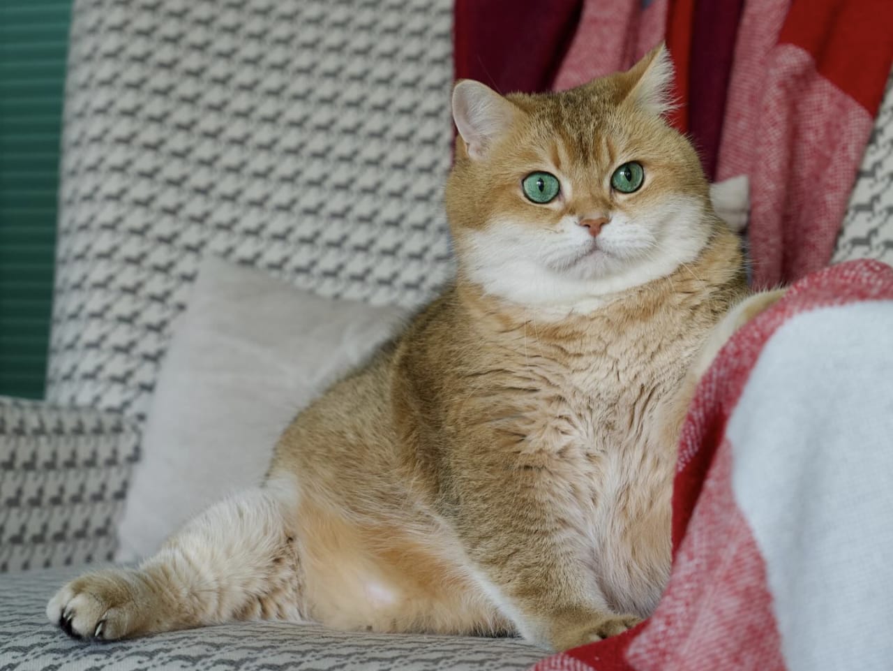 Hadist Tentang Kucing