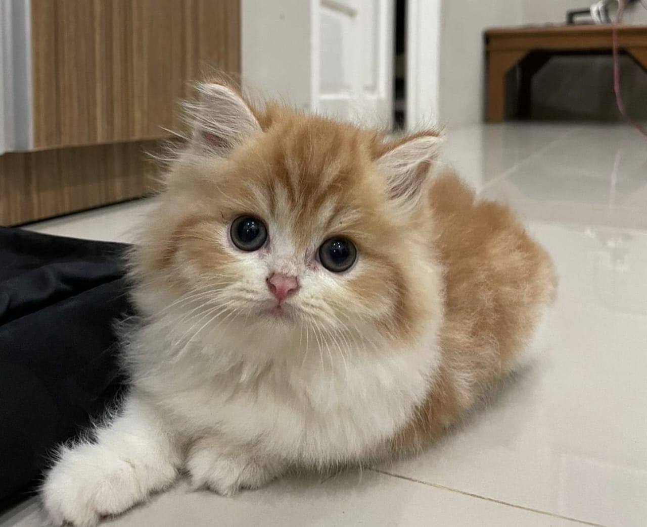 Hadist Tentang Kucing