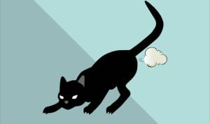 Apakah Kucing Bisa Kentut? Ini Dia Fakta yang Jarang Diketahui