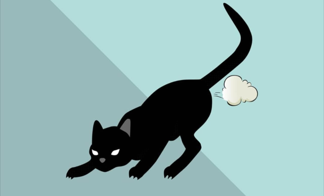 Apakah Kucing Bisa Kentut