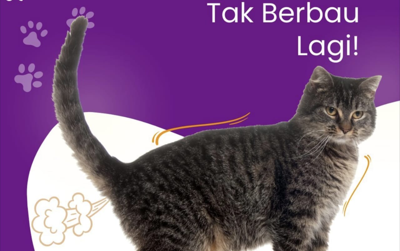 Apakah Kucing Bisa Kentut