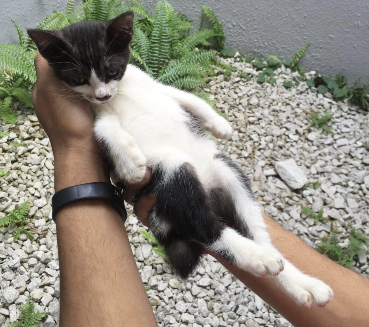 Apakah Kucing Bisa Kentut