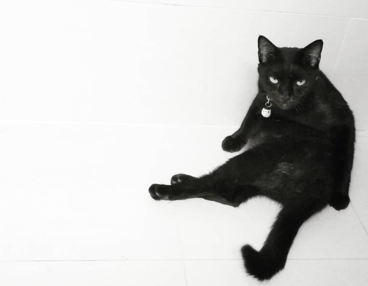 Apakah Kucing Bisa Kentut