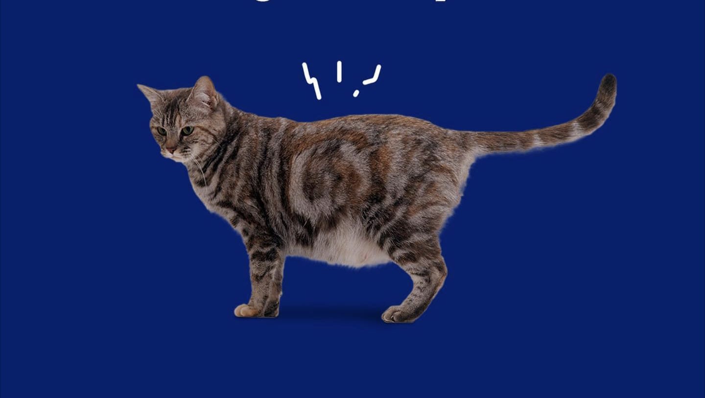 Kucing Hamil Umur Berapa